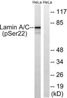Lamin A/C (phospho Ser22) Polyclonal Antibody