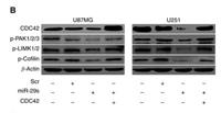Cofilin (phospho Ser3) Polyclonal Antibody