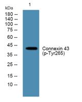 Connexin 43 (phospho Tyr265) Polyclonal Antibody