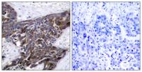 Connexin 43 (phospho Ser368) Polyclonal Antibody