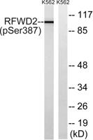 COP1 (phospho Ser387) Polyclonal Antibody