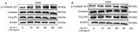 Cortactin (phospho Tyr421) Polyclonal Antibody