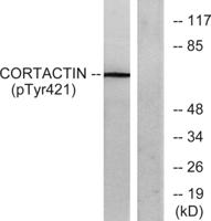 Cortactin (phospho Tyr421) Polyclonal Antibody