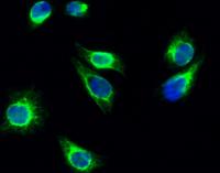 Cortactin (phospho Tyr466) Polyclonal Antibody