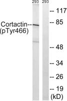 Cortactin (phospho Tyr466) Polyclonal Antibody