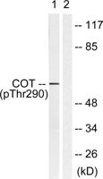 Cot (phospho Thr290) Polyclonal Antibody