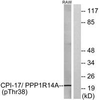 CPI-17 (phospho Thr38) Polyclonal Antibody