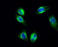 cPLA2 (phospho Ser505) Polyclonal Antibody
