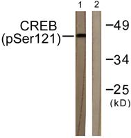 CREB-1 (phospho Ser121) Polyclonal Antibody