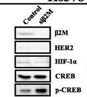 CREB-1 (phospho Ser133) Polyclonal Antibody