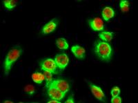 CREB-1 (phospho Ser133) Polyclonal Antibody
