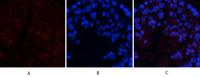 CREB-1 (phospho Ser133) Polyclonal Antibody