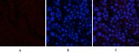 CREB-1 (phospho Ser133) Polyclonal Antibody