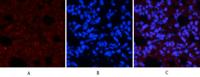 CREB-1 (phospho Ser133) Polyclonal Antibody