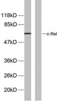 c-Rel (phospho Ser503) Polyclonal Antibody