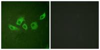 Crk II (phospho Tyr221) Polyclonal Antibody