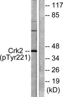 Crk II (phospho Tyr221) Polyclonal Antibody