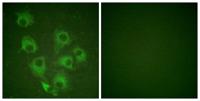 Crk-L (phospho Tyr207) Polyclonal Antibody