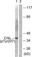 Crk-L (phospho Tyr207) Polyclonal Antibody