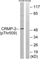 CRMP-2 (phospho Thr509) Polyclonal Antibody