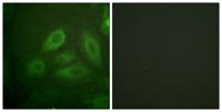 CRMP-2 (phospho Thr514) Polyclonal Antibody