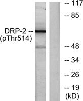 CRMP-2 (phospho Thr514) Polyclonal Antibody