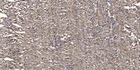 Csk (phospho Ser364) Polyclonal Antibody