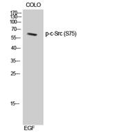 c-Src (phospho Ser75) Polyclonal Antibody