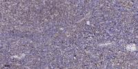 c-Src (phospho Tyr216) Polyclonal Antibody