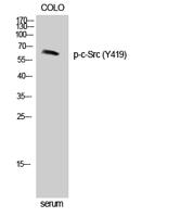 c-Src (phospho Tyr419) Polyclonal Antibody