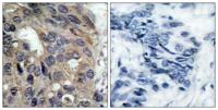 c-Src (phospho Tyr529) Polyclonal Antibody