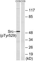 c-Src (phospho Tyr529) Polyclonal Antibody