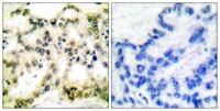 Cyclin B1 (phospho Ser126) Polyclonal Antibody