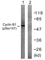 Cyclin B1 (phospho Ser147) Polyclonal Antibody