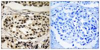 Cyclin C (phospho Ser275) Polyclonal Antibody