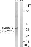 Cyclin C (phospho Ser275) Polyclonal Antibody