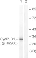 Cyclin D1 (phospho Thr286) Polyclonal Antibody