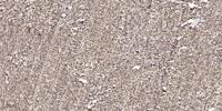 Cyclin D1 (phospho Thr286) Polyclonal Antibody