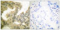 Cyclin D3 (phospho Thr283) Polyclonal Antibody
