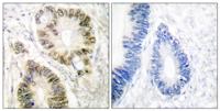 Cyclin E1 (phospho Thr395) Polyclonal Antibody