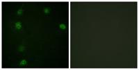 Cyclin E1 (phospho Thr77) Polyclonal Antibody