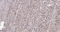 Cyclin E1 (phospho Thr77) Polyclonal Antibody