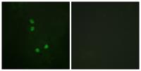 Cyclin E2 (phospho Thr392) Polyclonal Antibody