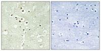 Cyclin H (phospho Thr315) Polyclonal Antibody