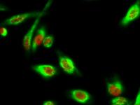 DAPK3 (phospho Thr265) Polyclonal Antibody