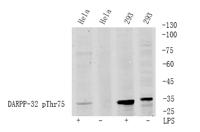 DARPP-32 (phospho Thr75) Polyclonal Antibody