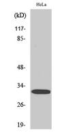 DARPP-32 (phospho Thr75) Polyclonal Antibody
