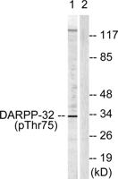 DARPP-32 (phospho Thr75) Polyclonal Antibody