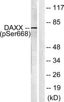 Daxx (phospho Ser668) Polyclonal Antibody