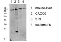 DDR1 (Phospho Tyr513) Antibody